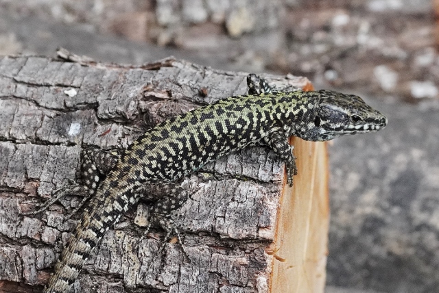 Podarcis muralis ? S, maschio